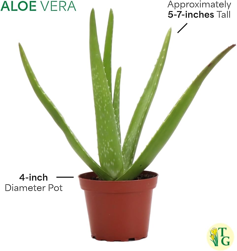 Thorsen's Greenhouse Aloe Vera, Live Indoor Plant, Aloe barbadensis, Easy to Grow, Succulent, Natural Air Purifier, 4" Diameter Pot (Blush)