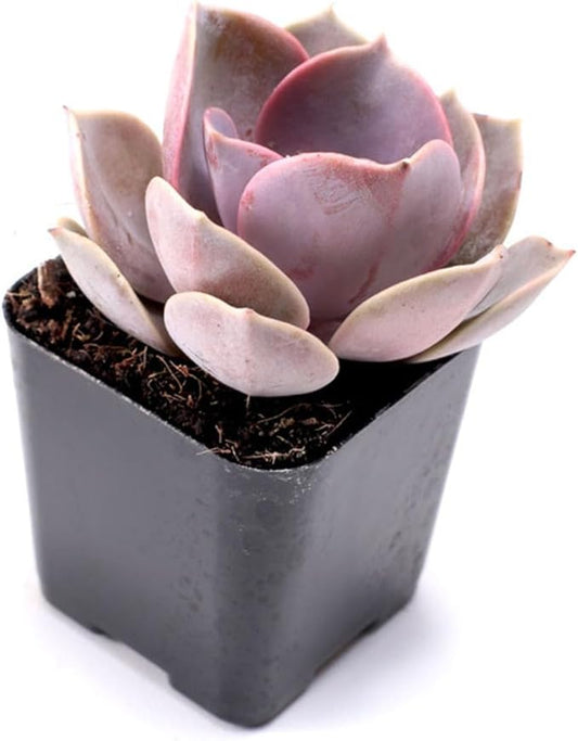 Mountain Crest Gardens Sweetheart Succulent Variety Pack - 6 Live Plants in 2 Inch Pots, Rosette, Trailing & Upright Types - Real Succulents for Indoor Display, DIY Projects, Thoughtful Gifts