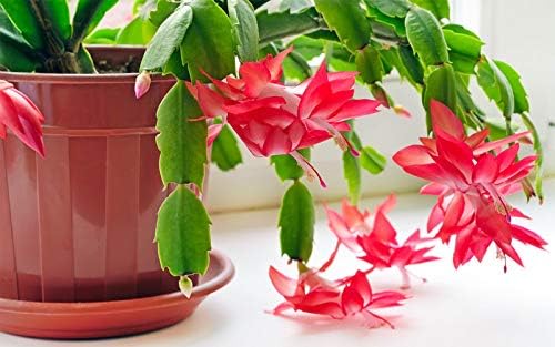 Christmas Cactus - Live Plant in a 4 Inch Pot - Schlumbergera Bridgesii - Beautiful Indoor Tropical Succulent