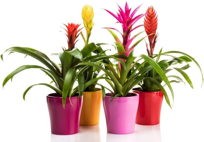 Gardenera Premium Bromeliad Potting Mix - Nourish Your Bromeliads for Vibrant Growth and Stunning Colors - 1 Quart