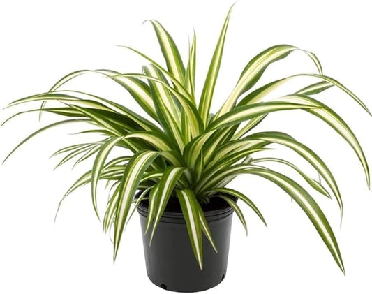 GARDENERA Premium Spider Plant Potting Soil Mix - (4 Quart Bag)