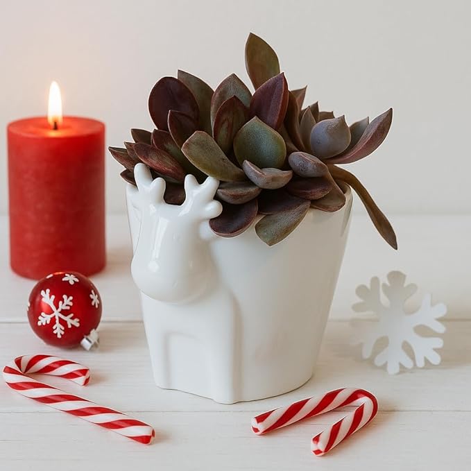 Live Succulents Plant in 4" White Reindeer Head Ceramic Pot Ideas 2025, for Plant Lover, Gifts for Coworkers/Neighbors/Best Friends