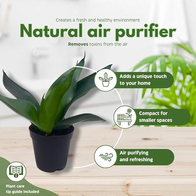 BubbleBlooms Sansevieria Trifasciata Assortment 3 Different Dwarf Rosette-Shaped Snake Plants in 2 inch pots