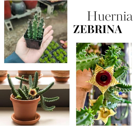 Lifesaver Zebrina Starfish Cactus Cactus Plant, Trailing Cactus Succulent Well Rooted in 2" Pot Ornamental Houseplant for Hanging Basket