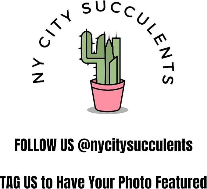 Monstera Deliciosa Live Plant With 4 Inch Pot - Monstera Swiss Cheese Plant - Split Leaf Indoor Plants Live Houseplants - Easy to Care Plants For Home, Office, Wedding Decor & Gift(Heat Pack Included)