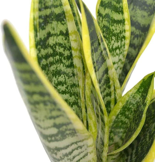 American Plant Exchange Snake Plant – Medium 6-Inch Pot Yellow Sansevieria Trifasciata, Drought-Tolerant, Air-Purifying Live Houseplant for Home, Office, or Outdoor Patio Garden Décor