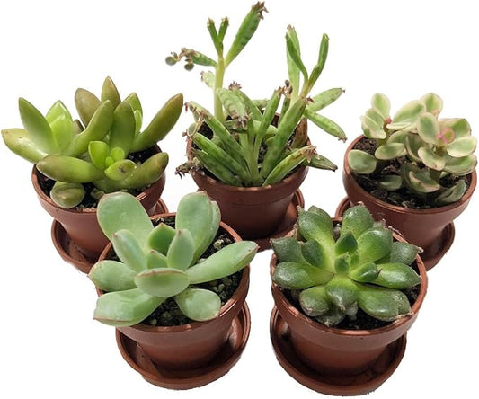 Mini Succulent Collection - Fairy Gardens/Terrarium - 5 Plants 1" pots + Saucers