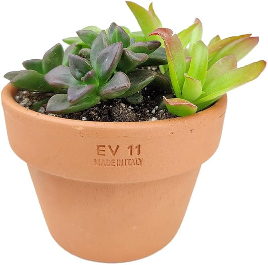 Live Succulents Plant in 6" Terracotta Planter, Succulent Arrangement Decor Ideas