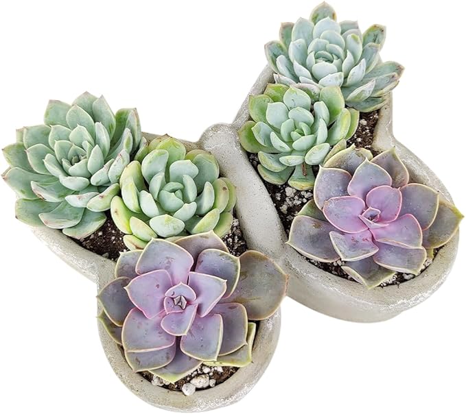 Live Succulent Plants in 9" Concrete Butterfly Planter, Fully Rooted Live Indoor Succulents in Modern Decoration Planters, Great Gift for Birthday, Housewarming, Anniversary
