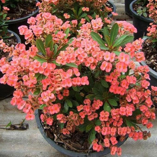 Hardy Crown of Thorn Live Plant, Colorful Large Bloom Salmon Euphorbia Milii Tree, 1 Year Old Plant, 5-10 Inches in Tall, No Pot, Indoor Outdoor Décor Succulent Cactus