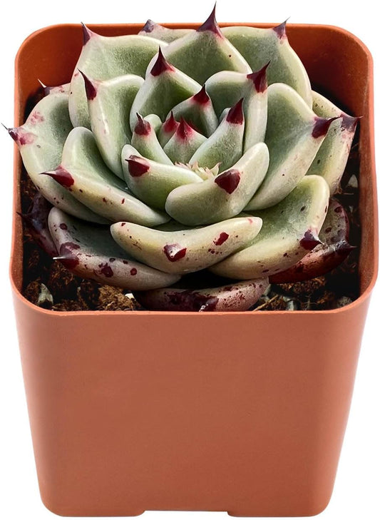 Live Succulent Echeveria Agavoides 'Halloweens', Approx 2-inch Large, Potted Succulents, Fully Rooted, Easy Care House Plants