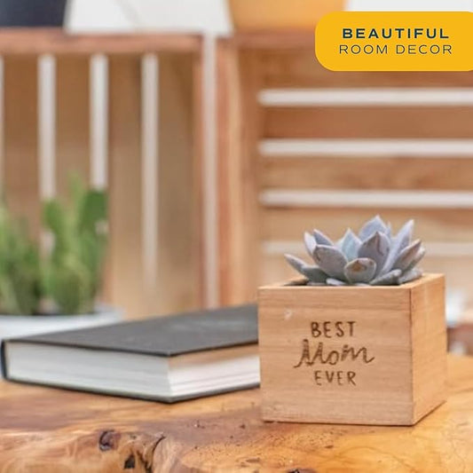 Costa Farms Echeveria, Mini Succulent Plant in Best Mom Ever Wood Decor Planter, Live Indoor Houseplant in Cute Cactus Decor, Housewarming, Birthday Gift