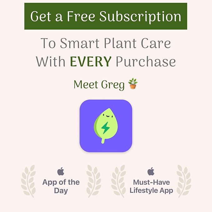 American Plant Exchange Snake Plant – Large 10-Inch Pot Green Sansevieria Zeylancia, Low-Maintenance, Air-Purifying Live Houseplant for Home, Office, or Outdoor Patio Garden Décor