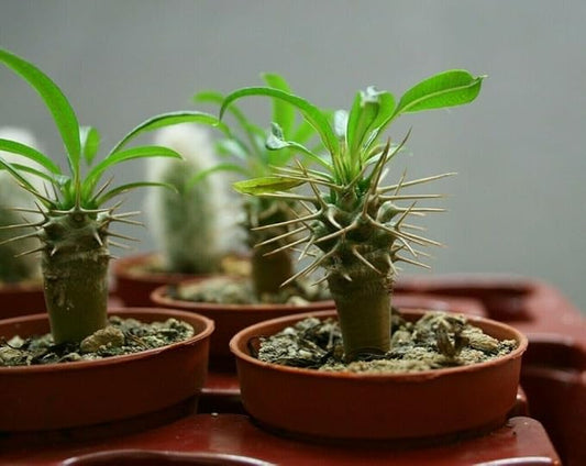 GARDENERA Madagascar Palm Potting Soil - Enhance Growth and Health with Professional Grade Nutrient-Rich Mix - 3 Quart