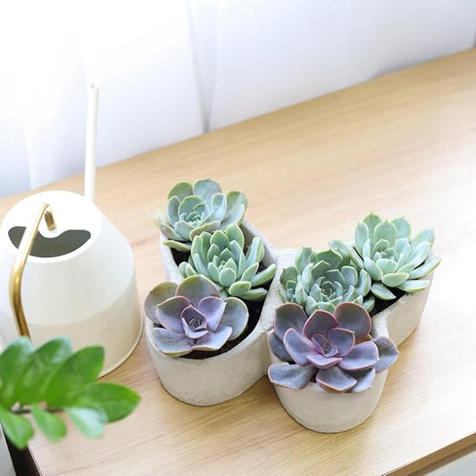 Live Succulent Plants in 9" Concrete Butterfly Planter, Fully Rooted Live Indoor Succulents in Modern Decoration Planters, Great Gift for Birthday, Housewarming, Anniversary