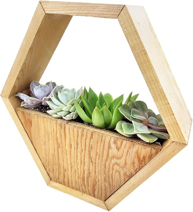 Live Succulent Plants in 10" Hexagon Wood Planter - Fully Rooted Live Indoor Succulents in Modern Decoration Planters, Great Gift for Birthday, Housewarming, Anniversary