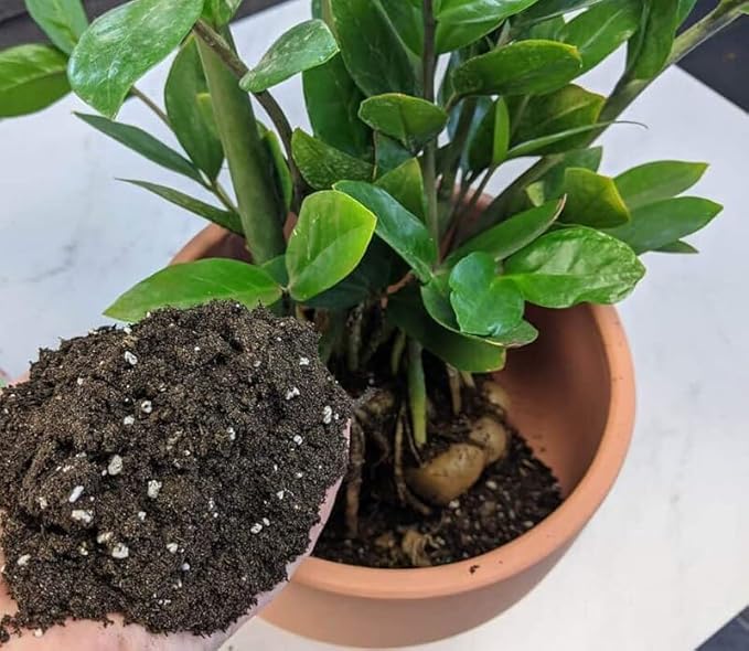 Gardenera Zamioculcas Plant Potting Soil - All-Natural Blend for Thriving Zamioculcas Plants - Boosts Root Health and Distinctive Beauty - 10 Quart