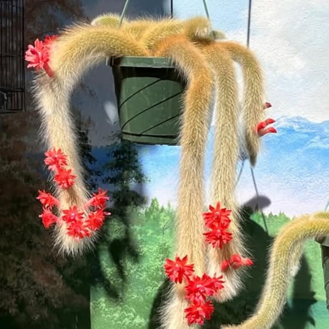Monkey Tail Cactus Live Succulent, Hanging Trailing Cactus Plant 5-7 Inch Bareroot, No Pot Included