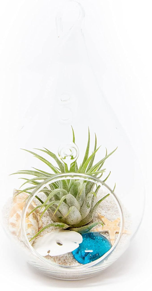 Glass Teardrop Beach Plant Terrarium - Air Plant, Sand, Starfish and Shell in Propagation Jar - Home and Garden Decor Plants Pot - Easy Care Indoor and Outdoor Plants Vase (1 Teardrop - White Sand)