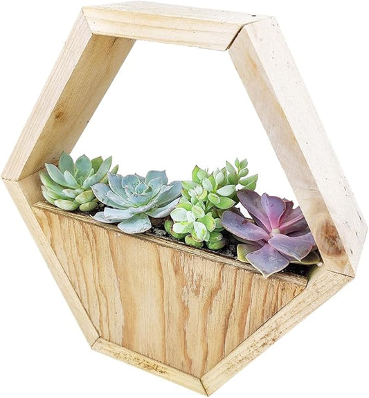 Live Succulent Plants in 10" Hexagon Wood Planter - Fully Rooted Live Indoor Succulents in Modern Decoration Planters, Great Gift for Birthday, Housewarming, Anniversary