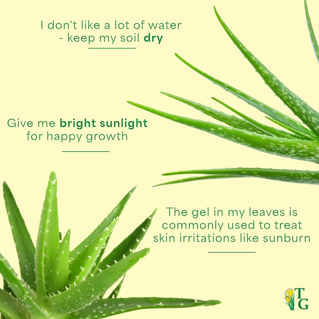 Thorsen's Greenhouse Aloe Vera, Live Indoor Plant, Aloe barbadensis, Easy to Grow, Succulent, Natural Air Purifier, 4" Diameter Pot (Copper)