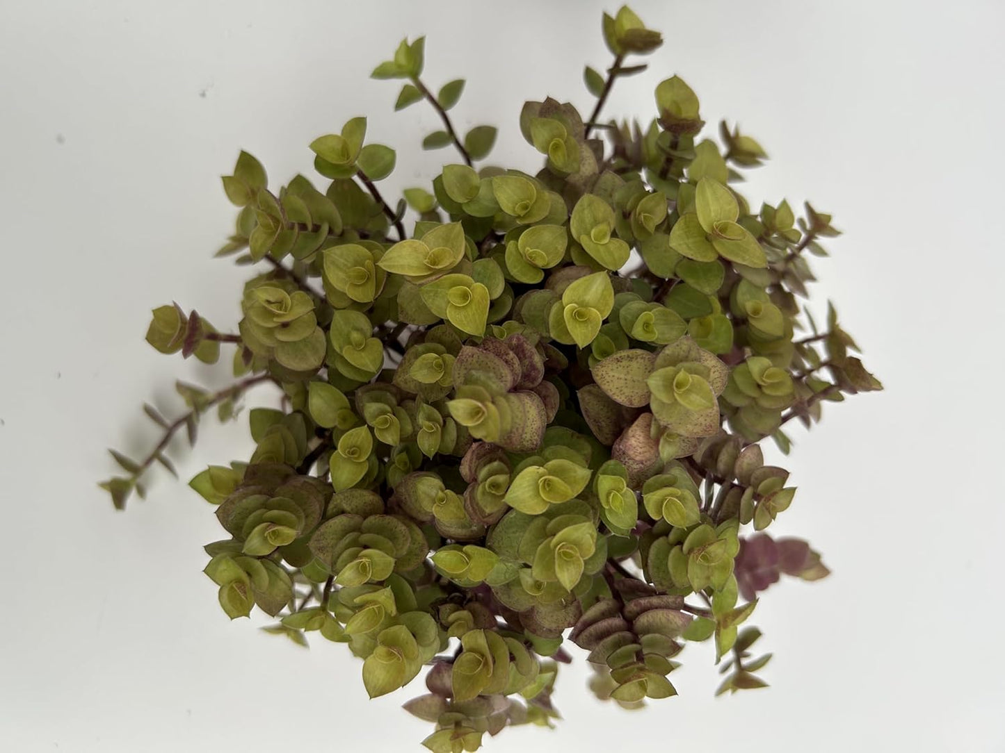 3 Pack Callisia Repens Collectors Pack ~ 3 Varieties VAR Bolivian Gold, Pink Lady and Bolivian Gold ~ Live Potted Houseplants for Home and Garden ~ Low Maintenance, Vibrant Foliage, Indoor Outdoor