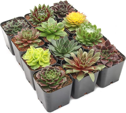 Mountain Crest Gardens Sempervivum Succulent Variety Pack - 12 Hardy Live Rosette Plants, No Repeats, Rooted in 2 Inch Pots - Succulents for Rock Gardens, Containers, DIY Displays