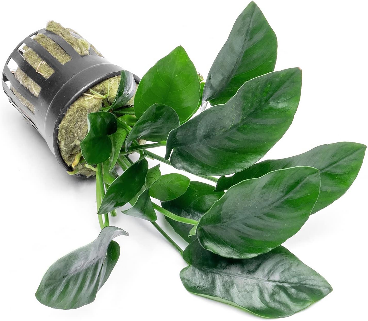 Anubias Live Aquarium Plants - Potted Freshwater Plant for Fish Tanks, Terrariums - Beginner Friendly Low Light (Nana, 1 Pot)