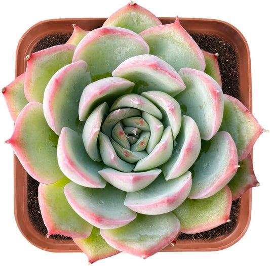 Live Succulent Echeveria 'Silhouette', Approx 2-inch Large, Potted Succulents, Fully Rooted, Easy Care House Plants