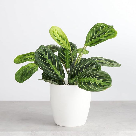 Thorsen's Greenhouse Lemon Lime Prayer Plant, Live Indoor Plant, Pet Friendly, Attractive Houseplant, Lemon Maranta, Natural Air Purifier, Easy to Grow, 4" Diameter Pot (Natural)