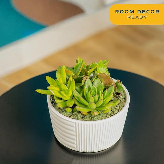 Costa Farms Live Succulents Garden, Assorted Plant Varieties in Decorative Pot, Easy to Maintain Succulent Indoor Houseplants, Room Decor, House Warming or Birthday Gift, 6 Inches Tall
