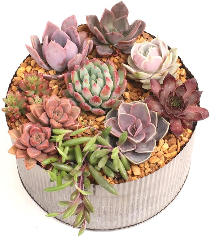Mountain Crest Gardens Sweetheart Succulent Variety Pack - 6 Live Plants in 2 Inch Pots, Rosette, Trailing & Upright Types - Real Succulents for Indoor Display, DIY Projects, Thoughtful Gifts