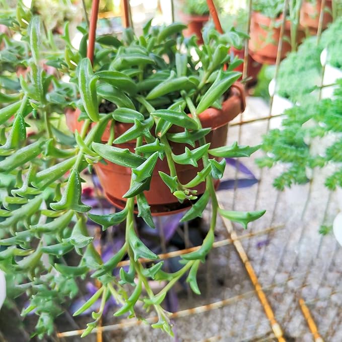 String of Dolphins in 4 inch Green Stripe Pot, Live Succulent Plant Fully Rooted in Pots with Soil, Rare House Plant for Home Office Wedding Decoration DIY Projects Party