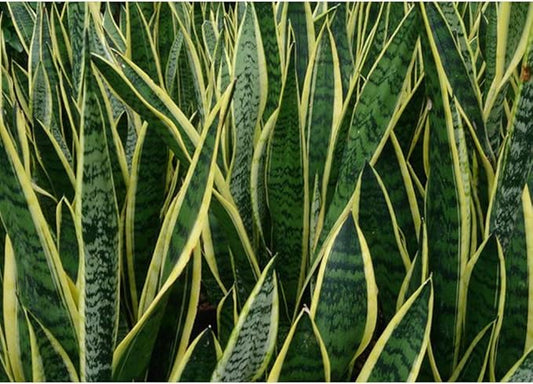 American Plant Exchange Snake Plant – Large 10-Inch Pot Yellow Sansevieria Laurentii, 2-3ft Tall, Low-Maintenance, Air-Purifying Live Houseplant for Home, Office, or Outdoor Patio Garden Décor