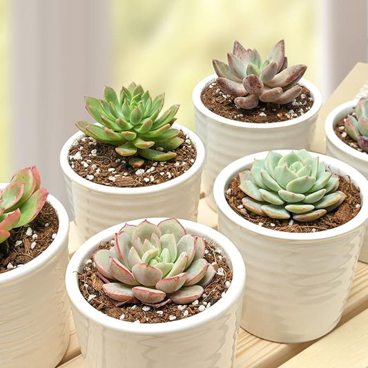 Succulent Plants (6 Pack), Live Succulents Fully Rooted in 2" Pots with Soil, Unique Potted House Plants for DIY, Home Decor, Wedding Party Favor Gift, Easy to Grow (Common Varieties)