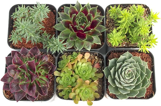 Mountain Crest Gardens Hardy Succulent Variety Pack - 6 Frost-Tolerant Live Plants, Rooted in 2 Inch Pots - Real Outdoor Succulents for Rock Gardens, Landscaping, DIY Arrangements