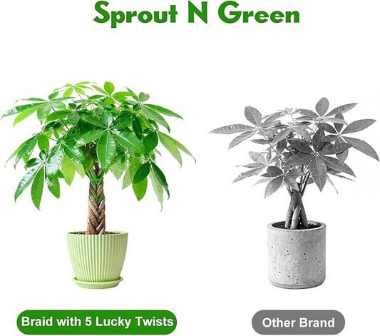Sprout N Green Small Money Tree with 5 Lucky Braid, Live Plant with Green Stripe Pot, Decoration for Indoor Home Office Tabletop Windowsill Side Table, Housewarming, 8-10" Tall