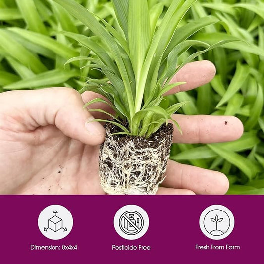 Spider Plant Variety Pack - 4 Spider Plants Live House Plants - Ocean, Hawaiian, Green, Bonnie Curly - Perfect for Home Garden & Office Decor - Ideal for Indoor Air Quality & Easy to Care