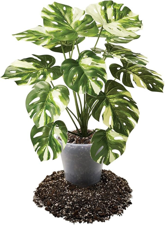 Premium Aroid Potting Mix - Soil Free Blend for Aroids - Growing Medium for House Plants by Gardenera - (1 Quart Bag)