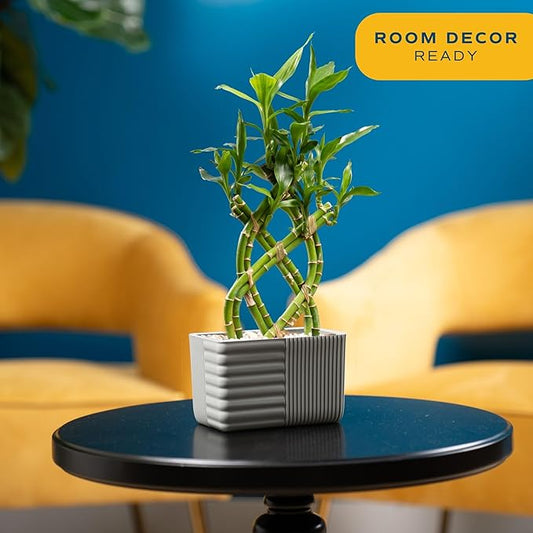 Costa Farms Lucky Bamboo Plant, Easy to Grow Live Houseplant in Indoor Bamboo Pot, Potting Mix, Grower's Choice, Birthday Gift, Home, Office, Plant Shelf Zen Room Decor, 12-Inches Tall