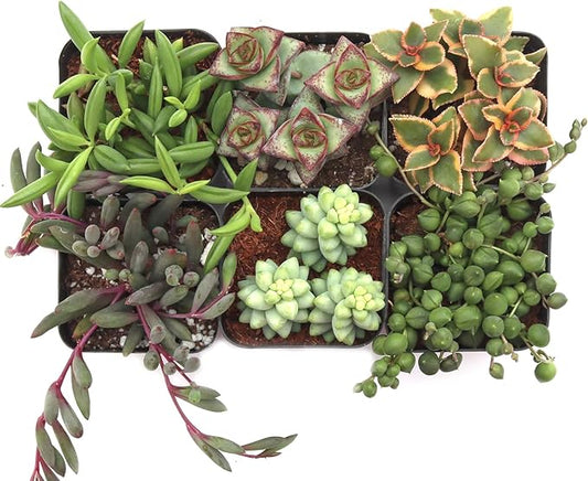 Mountain Crest Gardens Trailing & Strings Succulent Pack - 6 Live Plants in 2 Inch Pots - Real Succulents for Hanging Planters, Home Decor, and DIY Arrangements