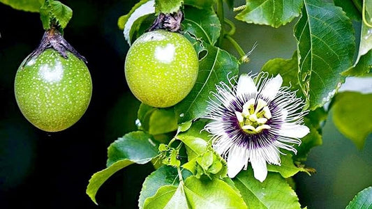 GARDENERA Premium Passion Fruit Potting Soil Mix - Perfect Balance of Nutrients, Drainage, and Aeration for Thriving Passion Fruit Vines - 1 Quart