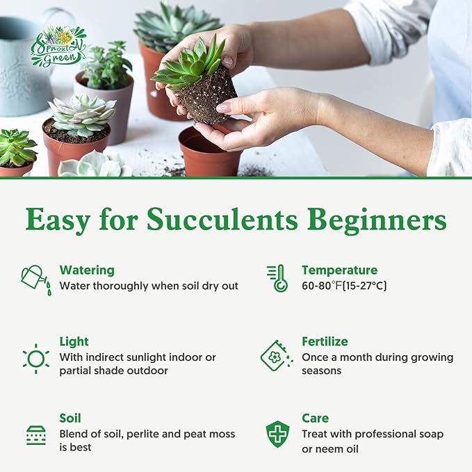 Sprout N Green Sedum lucidum Obesum, Live Succulent Fully Rooted in 2 inch Starter Pot, House Plant for Indoor Outdoor Home Office Wedding Decoration Party Favor