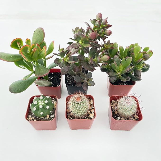 Succulent Plants (6 Pack), Live Succulents Fully Rooted in 2" Grower Pots, Unique Potted House Plant for DIY, Home Decor, Wedding Party Favor (Jade + Cactus)