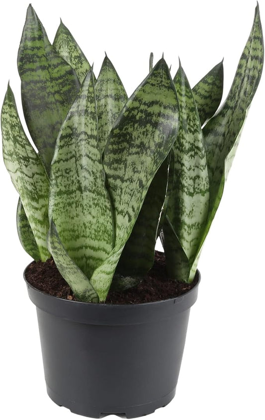 GARDENERA Premium Snake Plant Potting Soil Mix, Green Sansevieria Trifascatia Zeylanica Plants, Plant or Re-Pot Your Snake Plant - (2 Quart Bag)