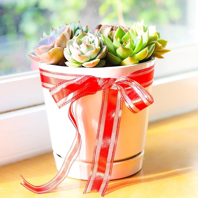 Live Succulents Plant in 6" White Minimalist Planter, Unique Succulent Arrangement in Decorative Pot, Succulent Decoration Ideas