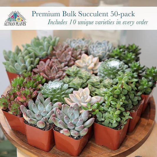 Altman Plants Premium Bulk Succulent Plants (50 Pack), 5 Unique Live Succulents in Sets of 10, Assorted Colors & Shapes, 2 in Pots