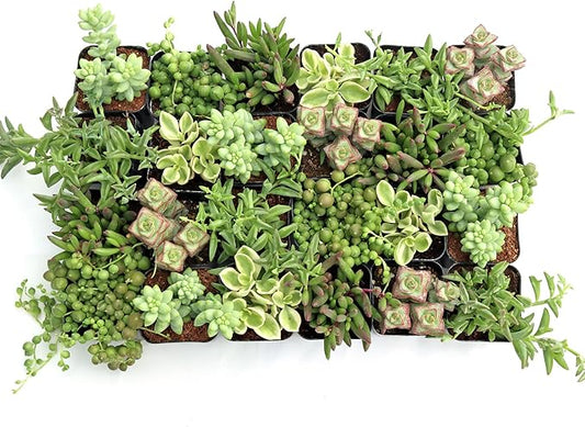 Mountain Crest Gardens Trailing & Strings Succulent Pack - 24 Live Plants in 2 Inch Pots - Real Succulents for Hanging Planters, Home Decor, and DIY Arrangements