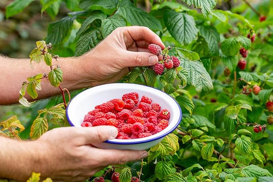 Gardenera Premium Raspberry Potting Soil Mix - Optimal Blend for Thriving and Juicy Berries - 10 Quart