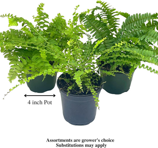 BubbleBlooms Boston Fern Assortment, 3 Different 4 inch Boston Ferns, Nephrolepis exaltata Variety Mix